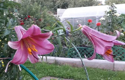 Pink Perfection - Розовое Совершенство - Трубчатые гибриды (The Trumpet  Hybrids) - ЛИЛИИ - Фотоальбомы - Mama's Hobby