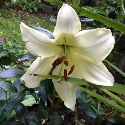 Lilium 'Pretty Woman', Lily 'Pretty Woman' (Other) in GardenTags plant  encyclopedia