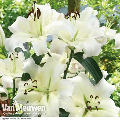 Lily 'Pretty Woman' | Van Meuwen