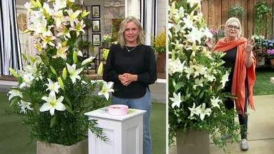 ᒍᑌᔕTIᑎ the Gardener on X: \"Lilium 'Pretty Woman' slightly off white flowers  , pot grown so it can be moved out of sight after flowering #lilies  https://t.co/BLd6PIyNTZ\" / X