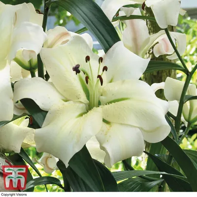 Barbara King 6-Piece Lily Pretty Woman Live Bulbs on QVC - YouTube