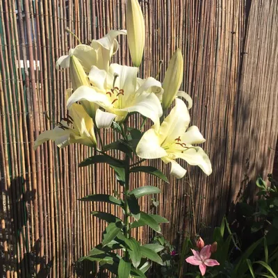 Lilium 'Pretty Woman', Lily 'Pretty Woman' (Other) - uploaded by @Mandsboo