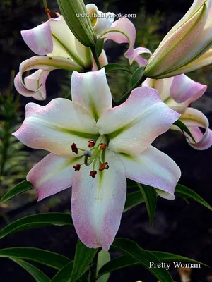 OT Hybrid Lily 'Pretty Woman' | Lily flower, Lily bulbs, Day lilies