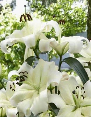 White lush lily flowers close up Lilium Pretty Woman Stock Photo - Alamy