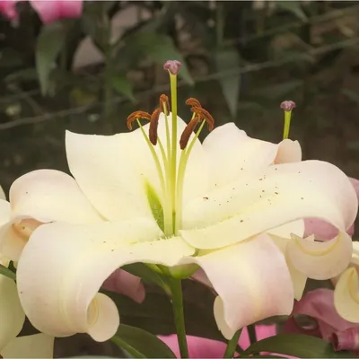 Get Lily Pretty Woman Summer-flowering Bulb (Lilium) in MI at English  Gardens Nurseries | Serving Clinton Township, Dearborn Heights, Eastpointe,  Royal Oak, West Bloomfield, and the Plymouth - Ann Arbor Michigan Areas