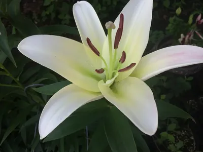 Lilium Pretty Woman RARE FIND 10 seeds | eBay