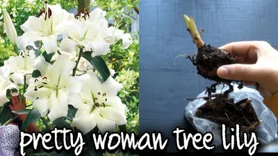 PLANTING PRETTY WOMAN LILY BULBS/ HOW TO PLANT TREE LILY - YouTube