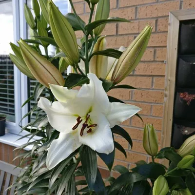 Lilium 'Pretty Woman', Lily 'Pretty Woman' (Other) - uploaded by @Leoni