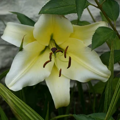 Lily Pretty Woman | Bluestone Perennials