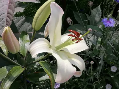 White lush lily flowers close up Lilium Pretty Woman Stock Photo - Alamy