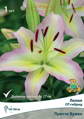 Lilium 'Pretty Woman', Lily 'Pretty Woman' (Other) - uploaded by @OICANALP