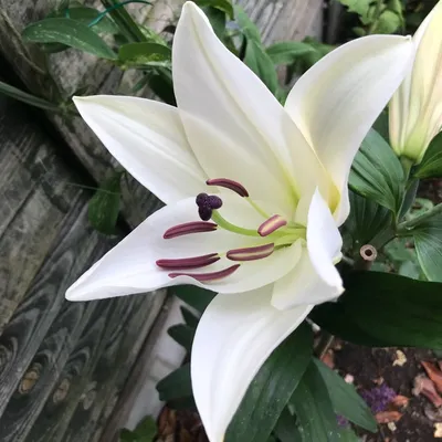 Lilium 'Pretty Woman', Lily 'Pretty Woman' (Other) - uploaded by @hayleyaj