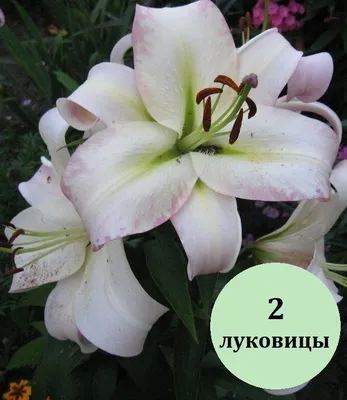 Lilium 'Pretty Woman', Lily 'Pretty Woman' (Other) - uploaded by @raregold71