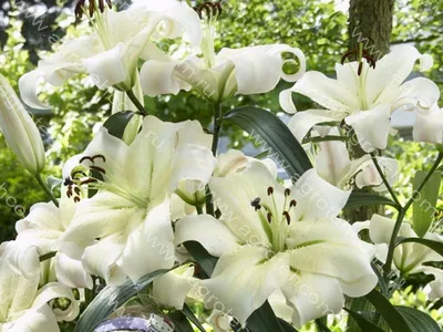 White lush lily flowers close up Lilium Pretty Woman Stock Photo - Alamy