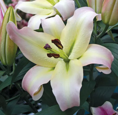 Lily (Lilium 'Pretty Woman') in the Lilies Database - Garden.org