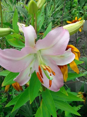 Breck's White Giant Hybrid Lily Pretty Woman Bulbs 5-Pack Bulbs Bagged  5-Pack in the Plant Bulbs department at Lowes.com