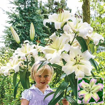 Pretty Woman Lily Tree - Buy Orienpet Lily Bulbs | Breck's