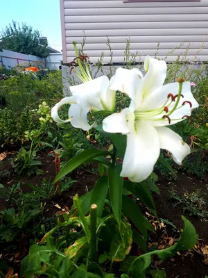 OT hybrid lily PRETTY WOMAN 10 bulbs - Sibullilled