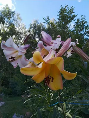 Лилия Райзинг Мун (Lilium Rising Moon) купить луковицы в Москве по низкой  цене, доставка почтой по всей России | Интернет-магазин Подворье