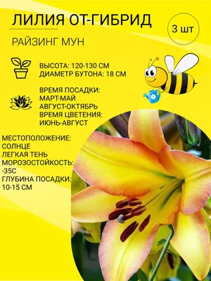 Лилия Райзинг Мун (14/16) (2) (Поиск) Киров - Магазин Садовник