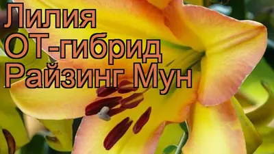 Купить лилии деревья (луковицы) по выгодной цене в Москве