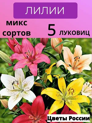 Купить Лилию Райзинг Мун (Луковицы) - фото и описание, отзывы - доставка по  всей России в интернет магазине Долина Растений