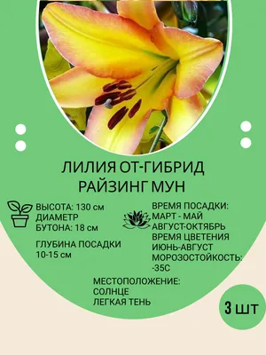 Луковицы Лилии купить по выгодной цене в интернет-магазине OZON (666456182)