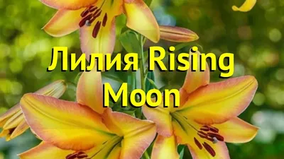 Лилия от гибрид Райзинг Мун. Краткий обзор, описание характеристик lilium  Rising Moon - YouTube