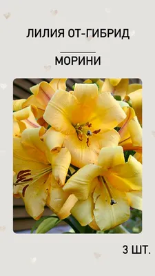 Лилии луковицы купить — купить по низкой цене на Яндекс Маркете