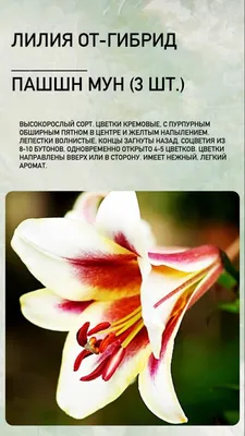 Метки товаров — Ароматная — Sajenci Ros Ug