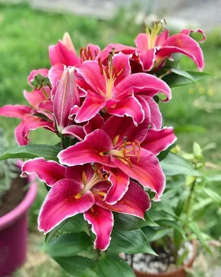 Садовый центр \"Цветы мечты\" on Instagram: \"Одни из самых крупных и высоких  сортов лилий - это ОТ гибриды. Именно эти лилии недобросовестные продавцы  продают как \"ЛИЛЕЙНОЕ ДЕРЕВО\" (не самом деле его не