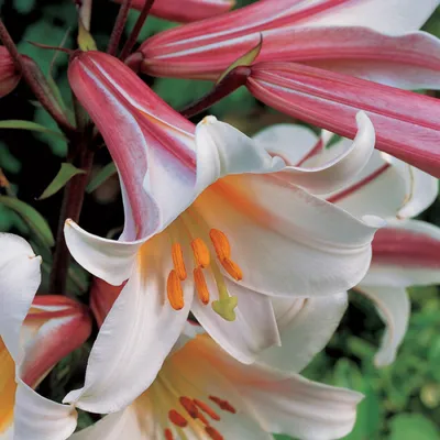 ყვავილები-flowers - lilium regale----Ли́лия царственная, или лилия  королевская, или лилия тибетская, или лилия регале, или лилия китайская |  Facebook