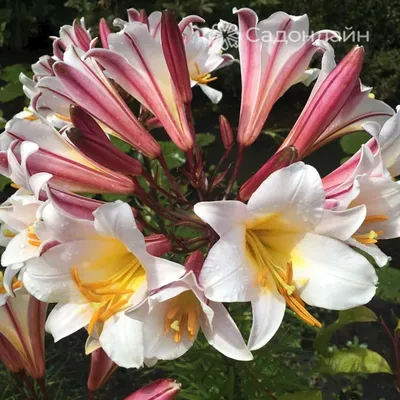 Лилия трубчатая Регале Lilium trumpet Regale - купить луковицы цветов с  доставкой по Украине в магазине Добродар