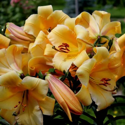 Photo of the bloom of Lily (Lilium 'Saltarello') posted by Moby - Garden.org