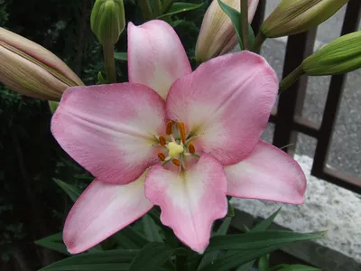 File:Lilium L.A. Hybrid Samur.jpg - Wikimedia Commons