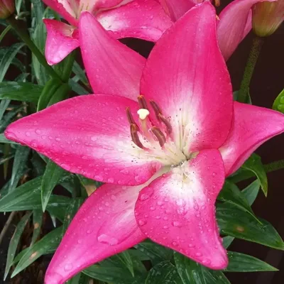 Lilium LA Hybrid 'samur' pink Lily Bulbs to Plant - Etsy UK in 2023 |  Planting bulbs, Plants, Lily bulbs