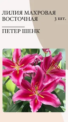 Lily (Lilium 'Samur') in the Lilies Database - Garden.org