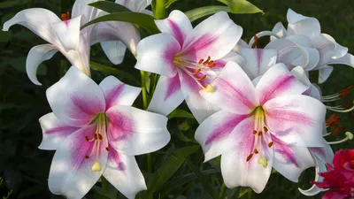 File:Lilium Samur 1zz.jpg - Wikimedia Commons