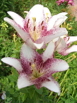 Blooming white lily flower buds (Lilium Samur),. Close up, macro. with juta  background Stock Photo - Alamy