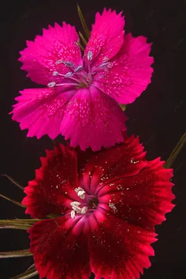 Photo of the bloom of Lily (Lilium 'Samur') posted by 4susiesjoy -  Garden.org