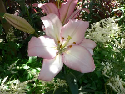 File:Lilium samur 1.jpg - Wikipedia