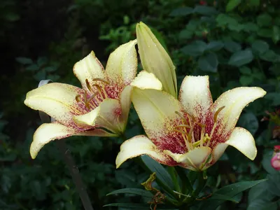 Blooming Colored Flower Buds Close Upmacro Two Lilium Samur Blossom Photo  Background And Picture For Free Download - Pngtree