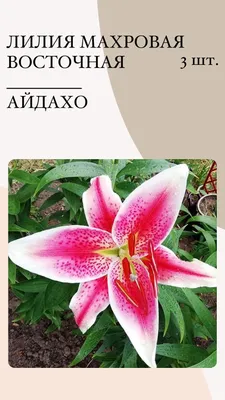 Lilie Samur - LA hybridy (Lilium) | Zahrada-sk.com