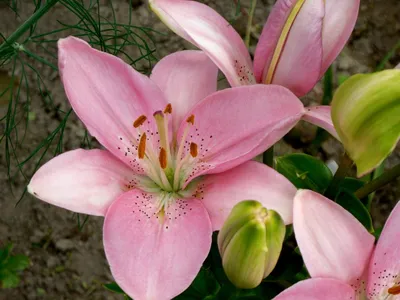 Blooming White Lily Flower Buds Lilium Samur . Close Up, Macro Stock Image  - Image of blossom, growing: 147983691