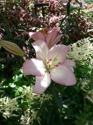 File:Lilium samur 2.jpg - Wikipedia