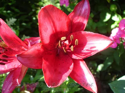 Lys asiatique 'Samur' - lilium sp. 'Samur' - Le jardin d'Edwige.