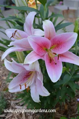 Blooming White Lily Flower Buds Timelapse Footage Close Up Macro Stock  Photo - Download Image Now - iStock