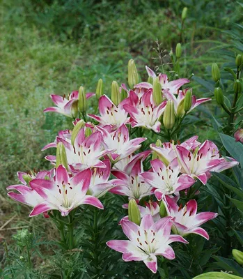 Blooming White Lily Flower Buds (Lilium Samur), Timelapse Footage. Close  Up, Macro. With Juta Background. Stock Photo, Picture and Royalty Free  Image. Image 122782348.