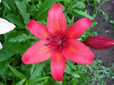 Blooming white lily flower buds (Lilium... | Stock Video | Pond5