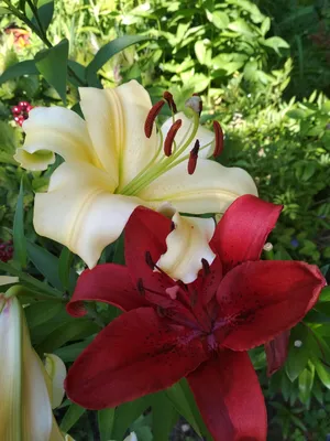 How to Grow and Maintain Lilies - Gingham Gardens